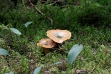 Blodriska (Lactarius deterrimus)