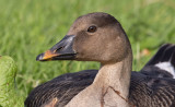 Russian Bean Goose (Anser serrirostris rossicus)	