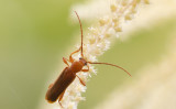 Lönnbock (Leioderes kollari)