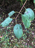 Getapel (Rhamnus cathartica)