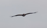 Golden Eagle (Aquila chrysaetos)	