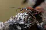 Lundbock (Stenocorus meridianus)