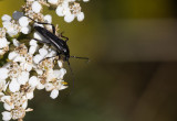 Rödbukig blombock (Stenurella nigra)