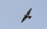 Peregrine Falcon (Falco peregrinus)	