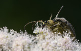 Grön blombock (Lepturobosca virens)