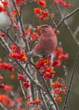 Pine Grosbeak (Pinicola enucleator)