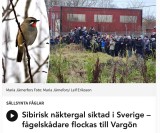 Rare birds in Sweden