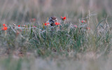 Horned Lark (Eremophila alpestris)
