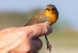 European Robin (Erithacus rubecula)