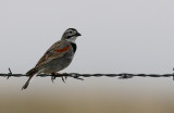 Thick-billed Longspur (Rhynchophanes mccownii)