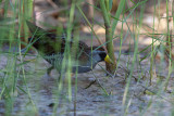 Sora (Porzana carolina)