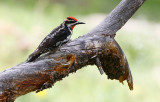 Red-naped Sapsucker (Sphyrapicus nuchalis)