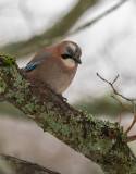 Eurasian Jay (Garrulus glandarius)