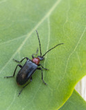 Longhorn Beetles (Cerambycidae)