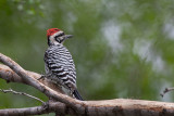 Ladder-backed Woodpecker (Picoides scalaris)	