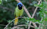 Green Jay (Cyanocorax luxuosus)