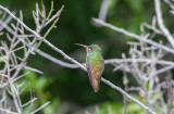 Buff-bellied Hummingbird (Amazilia yucatanensis)
