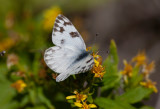 Checkered White (Pontia protodice)