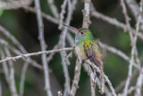 Buff-bellied Hummingbird (Amazilia yucatanensis)