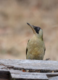 European Green Woodpecker (Picus viridis)