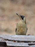 European Green Woodpecker (Picus viridis)	