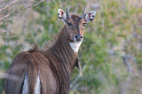 Nilgai (Boselaphus tragocamelus)
