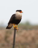 Crested Caracara (Caracara plancus)
