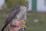 Eurasian Sparrowhawk (Accipiter nisus)