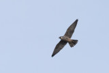 Peregrine Falcon (Falco peregrinus)