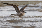 American Herring Gull (Larus smithsonianus)