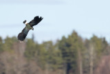 Northern Lapwing (Vanellus vanellus)