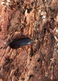 Raggbock (Tragosoma depsarium)