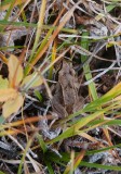 Moor Frog (Rana arvalis)