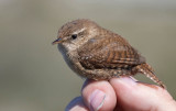 Eurasian Wren (Troglodytes troglodytes)