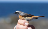 Common Redstart (Phoenicurus phoenicurus)