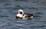 Long-tailed Duck (Clangula hyemalis)