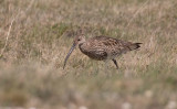 Eurasian Curlew (Numenius arquata)