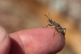 Barrträdlöpare (Rhagium inquisitor)