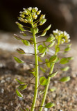 Vårskärvfrö (Thlaspi perfoliatum)