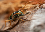 Smalbandad ekbarkbock (Plagionotus arcuatus)
