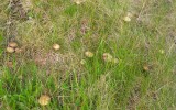 Älvkragskivling (Psilocybe magnivelaris)