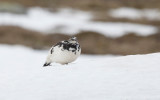 Rock Ptarmigan (Lagopus muta)	