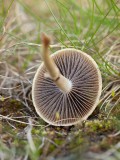 Älvkragskivling (Psilocybe magnivelaris)