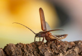 Longhorn Beetles (Cerambycidae)