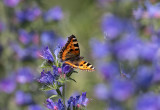 Nsselfjril (Aglais urticae)	