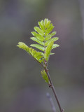 Rönn (Sorbus aucuparia)	