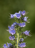Blåeld (Echium vulgare)