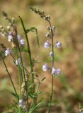 Strimsporre (Linaria repens)