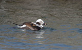 Long-tailed Duck (Clangula hyemalis)	