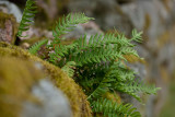 Stensöta (Polypodium vulgare)